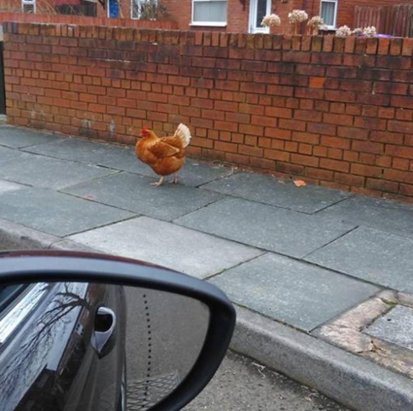 Mơ thấy gà đi lạc