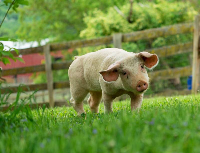 Nằm Mơ Thấy Heo Con Đánh Số Gì? Ăn Quanh Năm 5 Mơ thấy heo con bị lạc