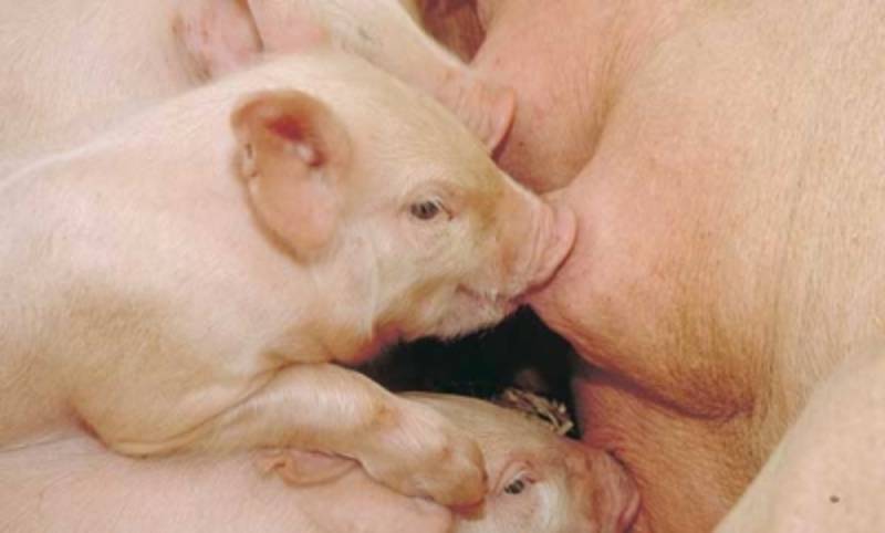 Nằm Mơ Thấy Heo Con Đánh Số Gì? Ăn Quanh Năm 3 Mơ thấy heo con đang bú sữa mẹ