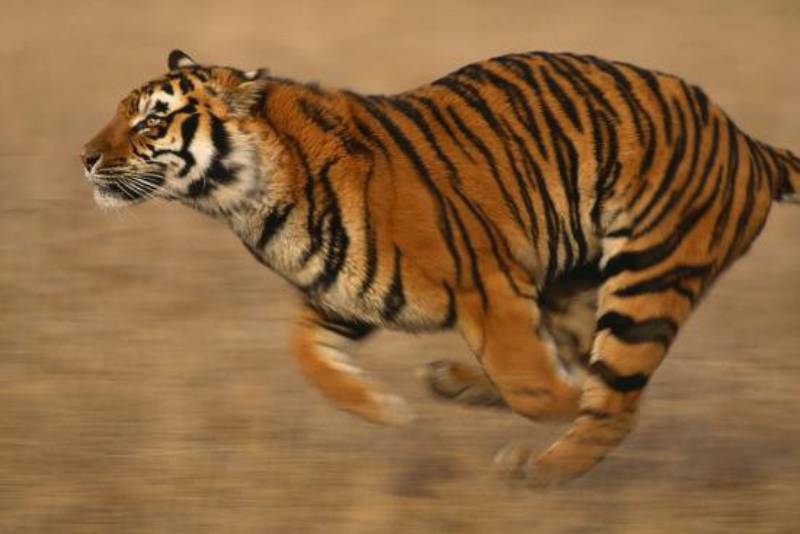 Mơ thấy hổ rượt đuổi