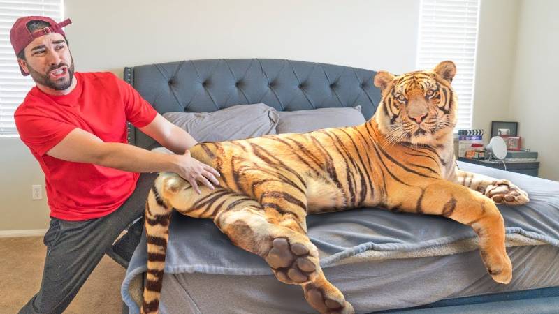 Mơ thấy hổ vào nhà