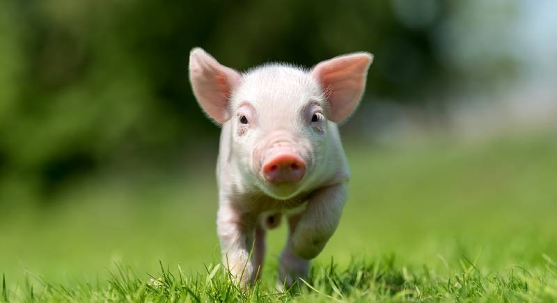 Nằm Mơ Thấy Heo Con Đánh Số Gì? Ăn Quanh Năm 1 Nam Mo Thay Heo Con Danh So Gi An Quanh Nam