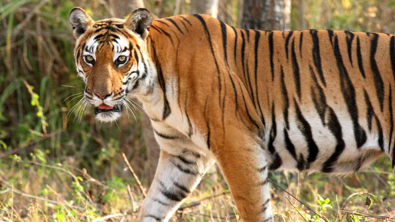 Nằm Mơ Thấy Hổ Đánh Con Gì Khi Chơi Đánh Đề?