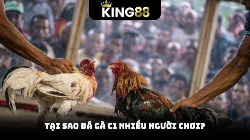 Đá Gà C1 - Thế Giới Những Trận Đấu Hồi Hộp Mỗi Ngày 2 Tại sao đá gà c1 nhiều người chơi?