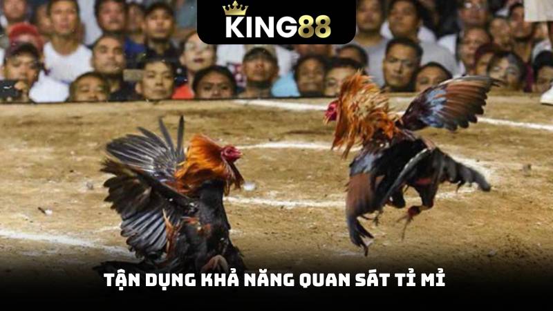 Đá Gà C1 - Thế Giới Những Trận Đấu Hồi Hộp Mỗi Ngày 4 Tận dụng khả năng quan sát tỉ mỉ